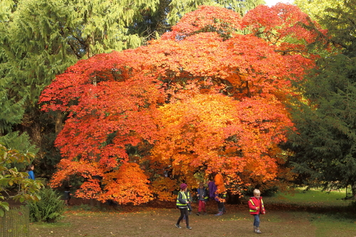 Westonbirt Arboretum